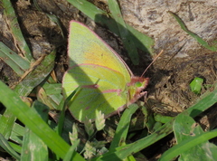 Colias dimera