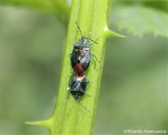 Ditomotarsus punctiventris