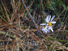 Symphyotrichum walteri