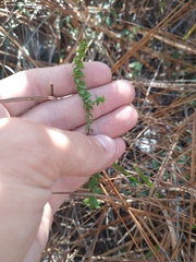 Symphyotrichum walteri