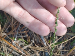 Symphyotrichum walteri