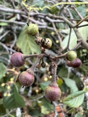 Frangula sphaerosperma