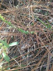 Symphyotrichum walteri