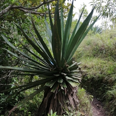 Agave tequilana