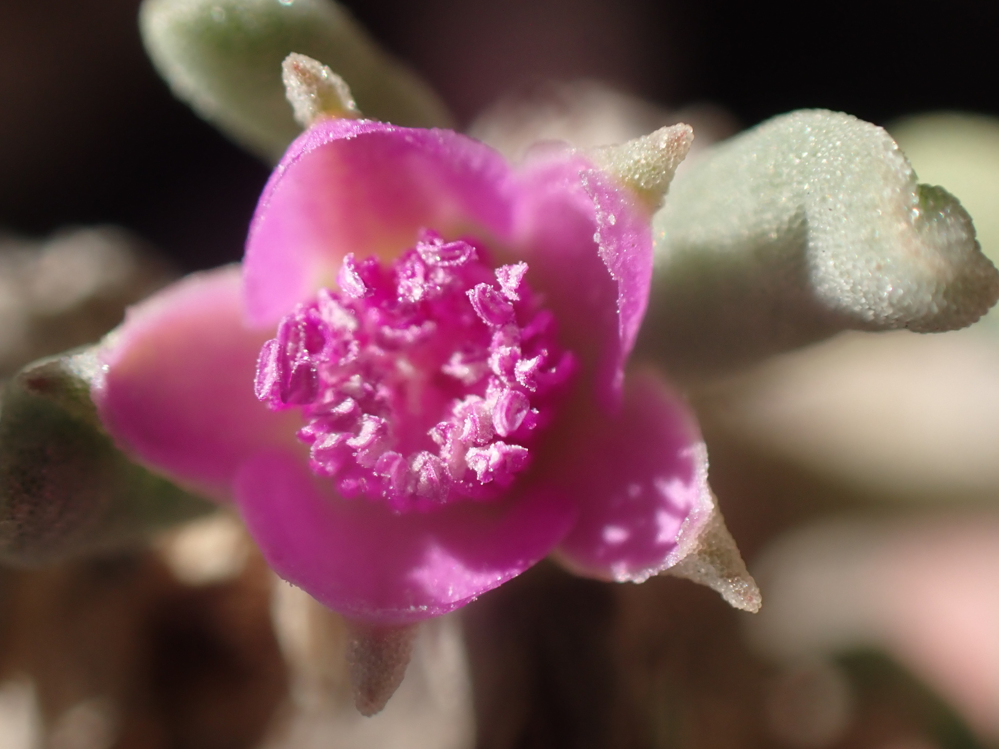 Sesuvium