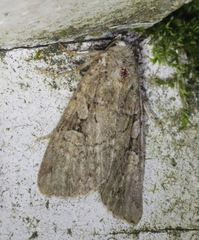 Anaplectoides pressus