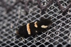 Macrobathra alternatella