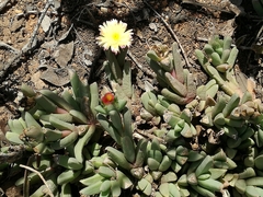 Corpuscularia lehmannii