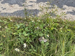 Bidens alba