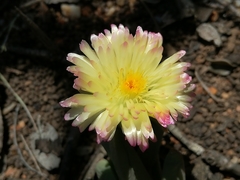 Corpuscularia lehmannii