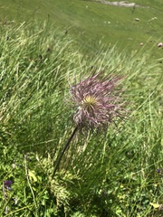 Pulsatilla aurea