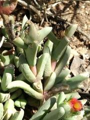 Corpuscularia lehmannii