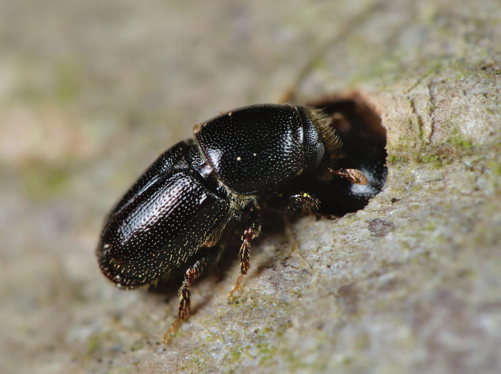 Larger Shothole Borer