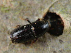 Scolytus mali