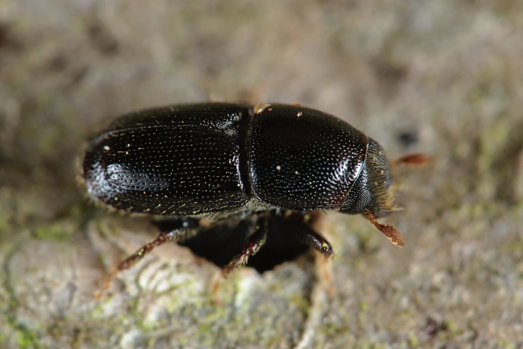 Scolytus carpini