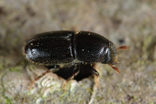 Scolytus carpini
