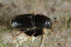 Scolytus mali
