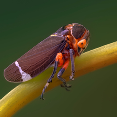 Eurymeloides lineata