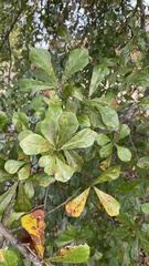 Quercus nigra