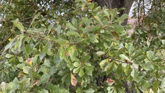 Quercus nigra