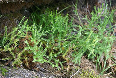 Austrolycopodium fastigiatum