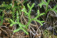 Austrolycopodium fastigiatum