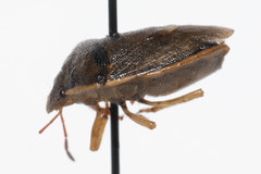 Holcostethus limbolarius