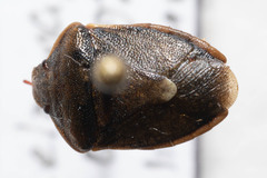 Holcostethus limbolarius