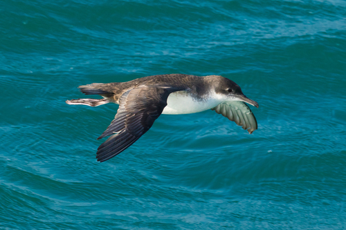 Puffin yelkouan