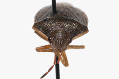 Holcostethus limbolarius