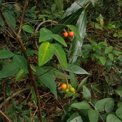 Wikstroemia nutans
