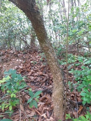 Zanthoxylum avicennae