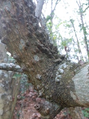 Zanthoxylum avicennae