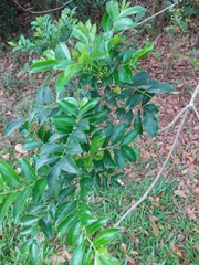 Zanthoxylum avicennae