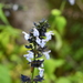 Salvia cyanicalyx - Photo 由 Lucely L. Vilca Bustamante 所上傳的 (c) Lucely L. Vilca Bustamante，保留部份權利CC BY-NC
