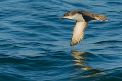 Yelkouan Shearwater photo 2