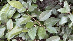 Elaeagnus pungens