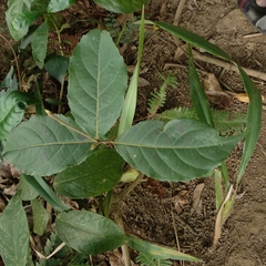 Homalium cochinchinense