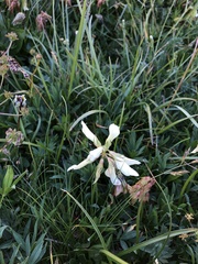 Trifolium polyphyllum