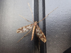 Mischoderus annuliferus