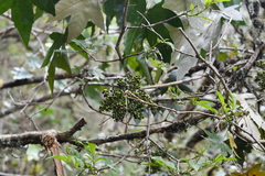 Oreopanax cuspidatus