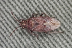 Rhypodes