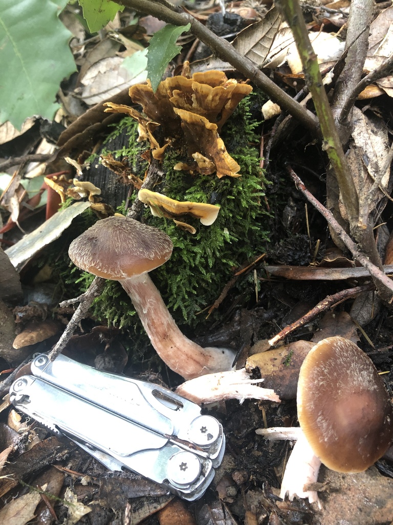 honey mushrooms from Humboldt County, Six Rivers National Forest, USCA