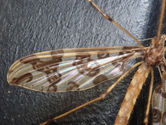 Mischoderus annuliferus