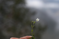 Arenaria soratensis