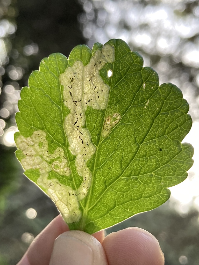 Phytomyza pastinacae