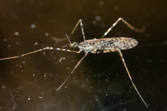 Amphineurus hudsoni