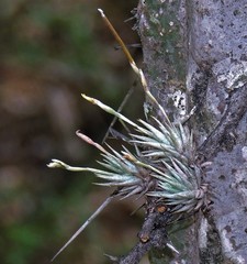 Tillandsia loliacea
