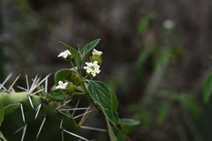 Lantana scabiosiflora