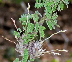 Tillandsia loliacea